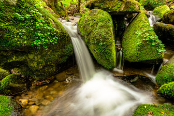 Sangdong a beautiful green moss Moss Valley, Youngwoel, In South Korea