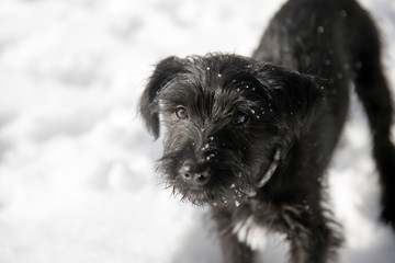 Miniature Schnauzer puppy playing in the snow