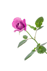 single pink rose isolated on white background