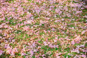 Pink flower Chompoo Pantip blossom in Thailand  , Thai sakura with sweet background , Background