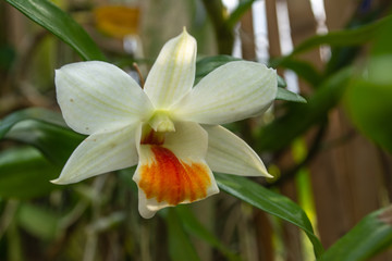 Beautiful orchid named Cattleya family within the flower garden Ratchaburi Province of Thailand. 