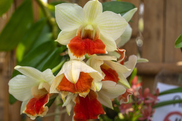 Beautiful orchid named Cattleya family within the flower garden Ratchaburi Province of Thailand. 