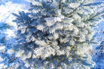 The branches of the Christmas tree are covered with hoarfrost on a blue background.