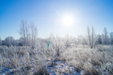 Dry yellow grass covered with hoarfrost. Frosty weather.