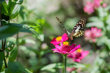  Butterflies in the garden