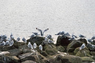 Group of black-legged kittiwake (Rissa tridactyla) resting - sleeping on the rocks very early in the morning at the port of Longyearbyen, Svalbard, Norway.