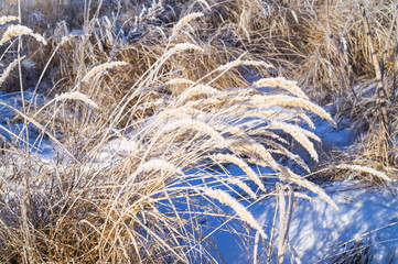 Dry yellow grass covered with hoarfrost. Frosty weather.