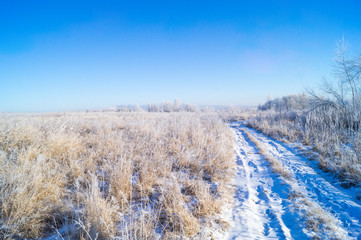 Dry yellow grass covered with hoarfrost. Frosty weather.