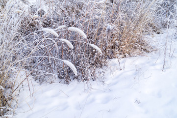 Dry yellow grass covered with hoarfrost. Frosty weather.