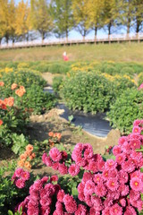 flowers in the garden