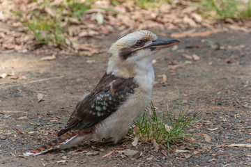 Kookaburra