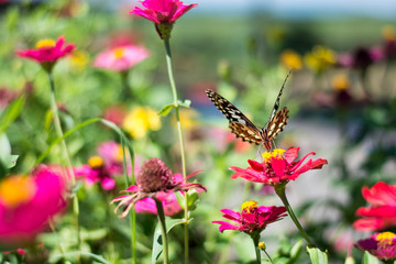 Fototapeta na wymiar Butterflies in the garden