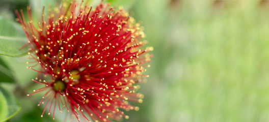 closeup of red flower, pohutakawa