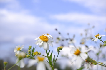 daisy white flower bloom in nature against blue sky background.