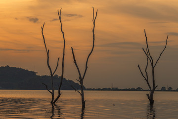 Fototapeta premium The background of the trees that stand on the lake or in the natural water source behind the mountains is surrounded and has a beautiful evening sky light, seen during travel.