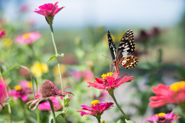 Naklejka na ściany i meble Butterflies in the garden