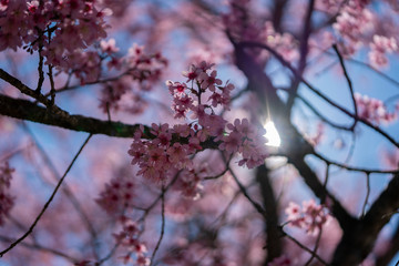 Sakura Flower or Cherry Blossom in spring time. Pink sakura. Soft selective focus flowers. Beautiful Nature Background