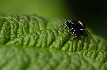 Jumping spider on leaf
