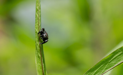 Jumping spider on grass evarcha arcuata 