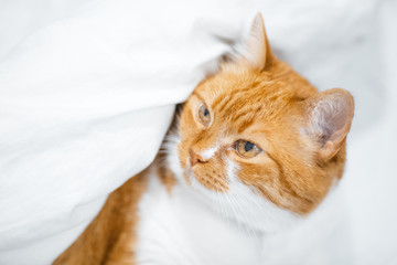 Close-up portrait of red white cat hiding over blanket.