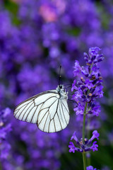 Butterfly on lavender