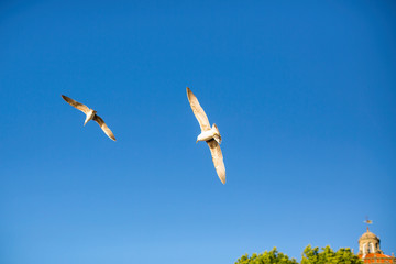 Seagulls in the sky above the seaside city.