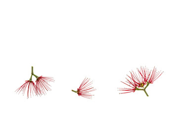 isolated New Zealand Christmas tree red flowers on white background