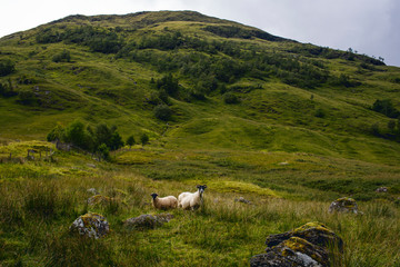 Fototapeta na wymiar Scottish Highland sheep
