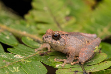 Cute small frog on a green leaf at deep jungle