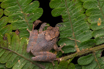 Cute small frog on a green leaf at deep jungle