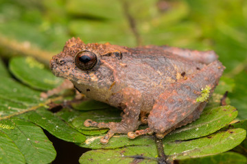 Cute small frog on a green leaf at deep jungle