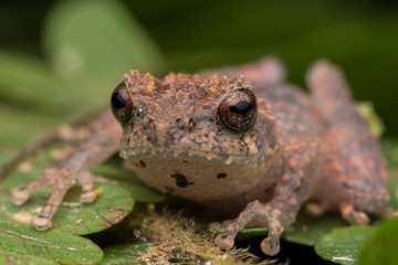 Cute small frog on a green leaf at deep jungle