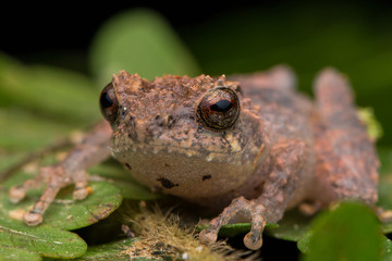 Cute small frog on a green leaf at deep jungle