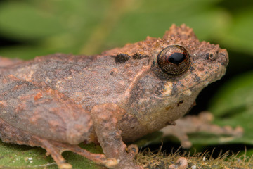 Cute small frog on a green leaf at deep jungle