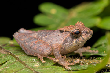 Naklejka premium Cute small frog on a green leaf at deep jungle