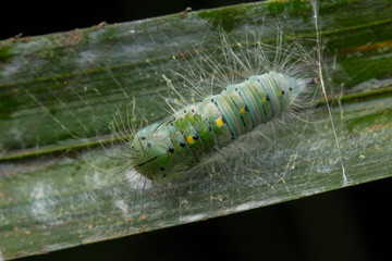 Cute caterpillar crawling on leaf in Sabah, Borneo 