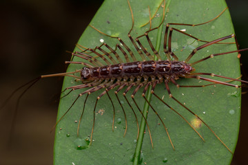 Close-up of House Centipede in Borneo
