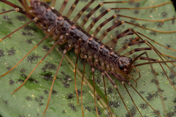 Close-up of House Centipede in Borneo