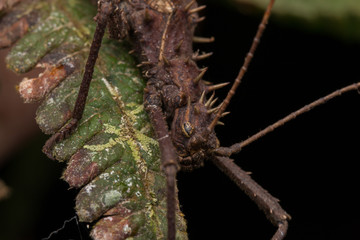  Close-up of Brown Katydid of Sabah, Borneo