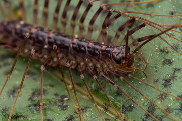Close-up of House Centipede in Borneo