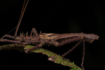 Close-up of Brown Katydid of Sabah, Borneo