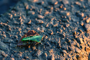 Two pieces of broken glass on ground