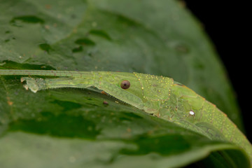 Wildlife macro image of a katydid of Sabah, Borneo