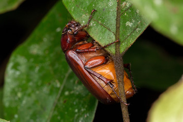 Adorable brown scarab beetle at Sabah, Borneo. Beautiful Close-up of brown scarab beetle 