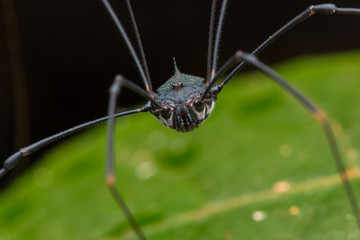harvestman spider on green leaf background