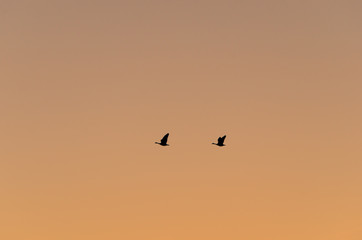 Silhouette of two Canada geese in the sky at sunset