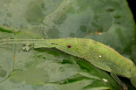 Wildlife macro image of a katydid of Sabah, Borneo