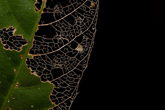 Detail skeleton leaf structure texture of nature leaf background isolated on black - Powered by Adobe