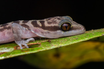 Gecko, Close-Up Gecko ,  Kinabalu Angle-toed Gecko, Borneo , Gecko of Borneo