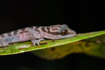 Gecko, Close-Up Gecko ,  Kinabalu Angle-toed Gecko, Borneo , Gecko of Borneo